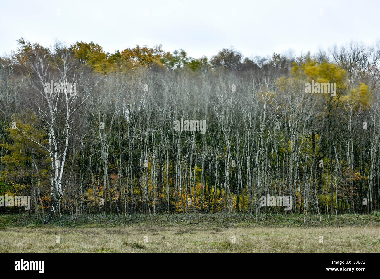 Hamburg forest hi-res stock photography and images - Alamy