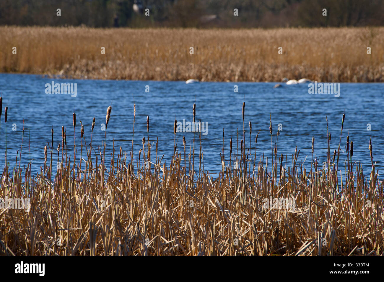 Bulrushes at Leighton Moss RSPB nature reserve, Lancashire. Stock Photo