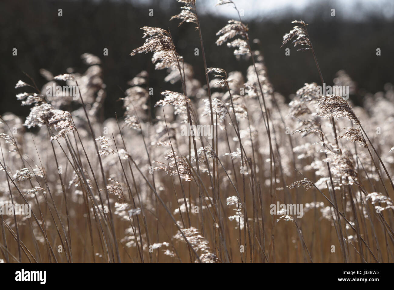 Reeds at Leighton Moss RSPB nature reserve, Lancashire. Stock Photo