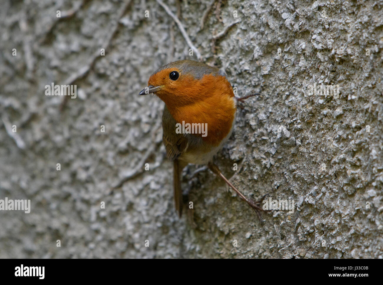 European Robin clinging to a wall, Chipping, Lancashire. Stock Photo