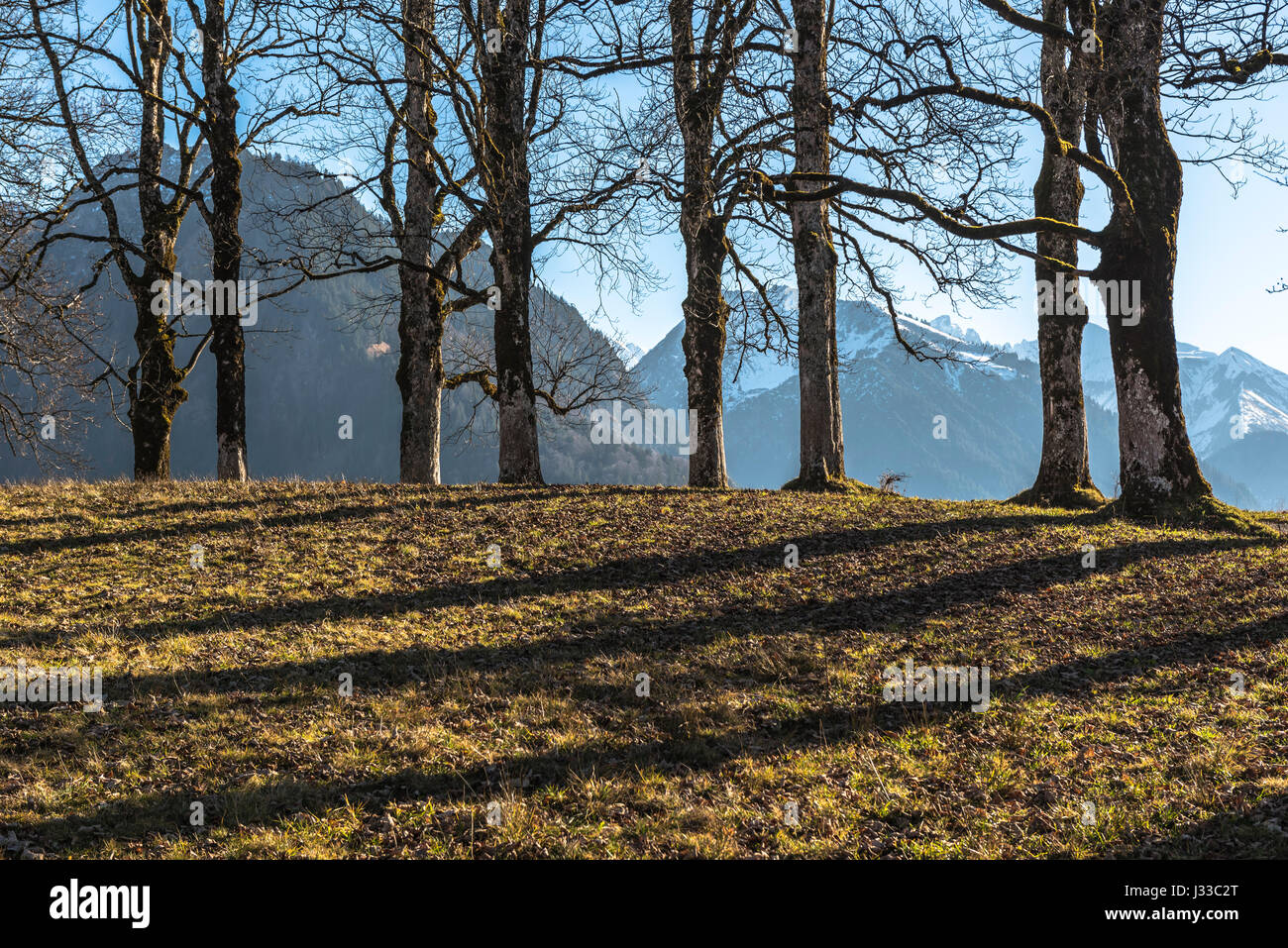 Autumn Landscape in the German Alps,  meadow with tree line and snowy mountains in the background. Sun casting long shadows, Oberstdorf, Allgaeu, Germany Stock Photo