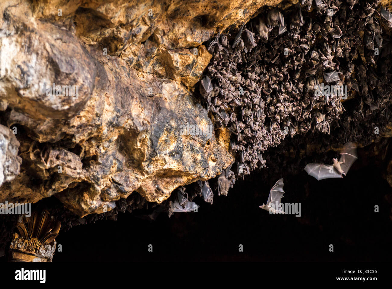 Bat colony in front of a cave entrance, near Padangbay, Bali, Indonesia Stock Photo
