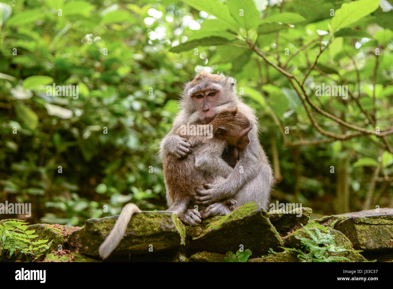 Monkey Cynomolgus monkey Macaca fascicularis mother with child in city temples of Ubud, Bali, Indonesia Stock Photo