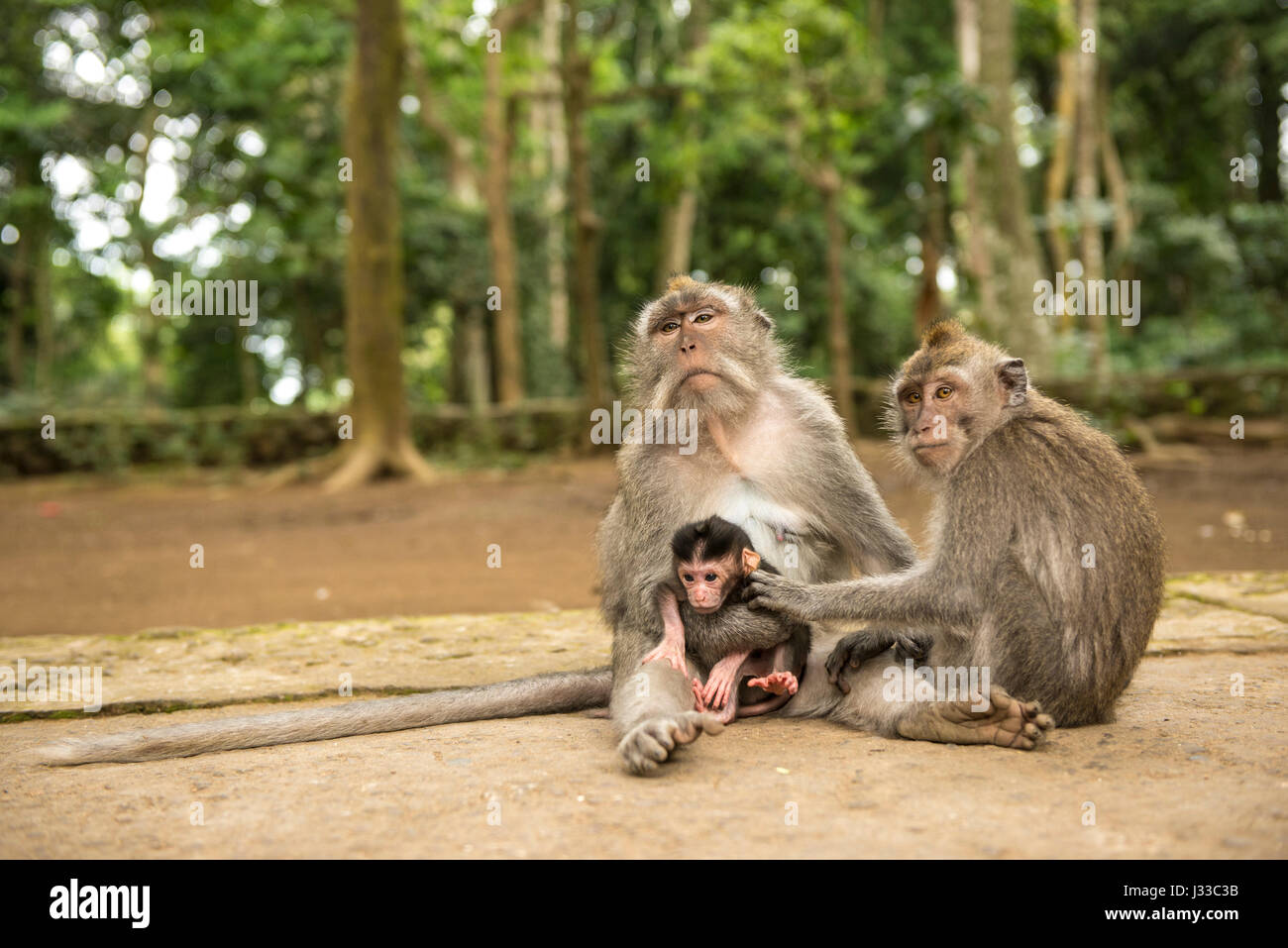 Monkey family Cynomolgus monkey Macaca fascicularis with child, during grooming in the city temples of Ubud, Bali, Indonesia Stock Photo