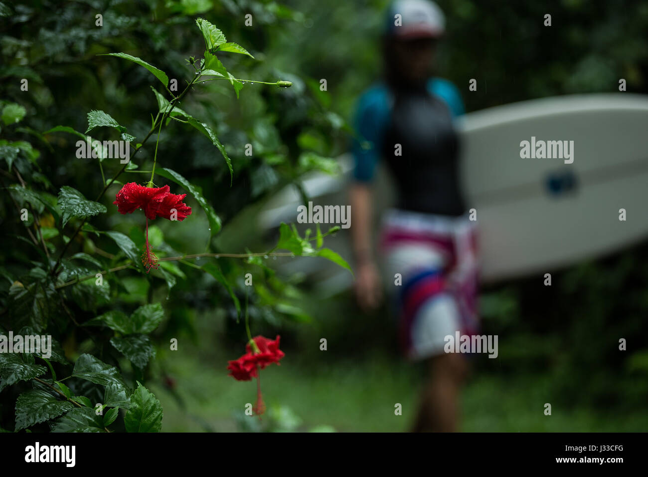 Thick jungle hi-res stock photography and images - Alamy