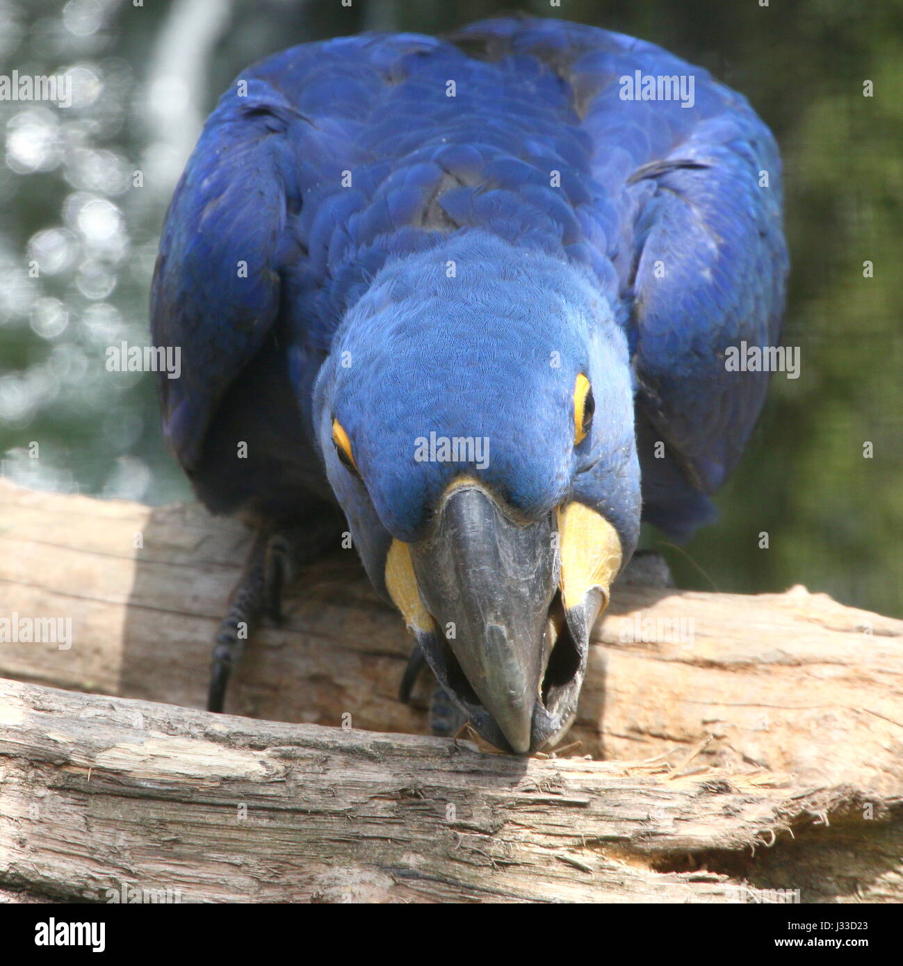 South American Hyacinth Macaw (Anodorhynchus hyacinthinus). Largest parrot species in the world, found in Brazil, Bolivia and Paraguay. Stock Photo