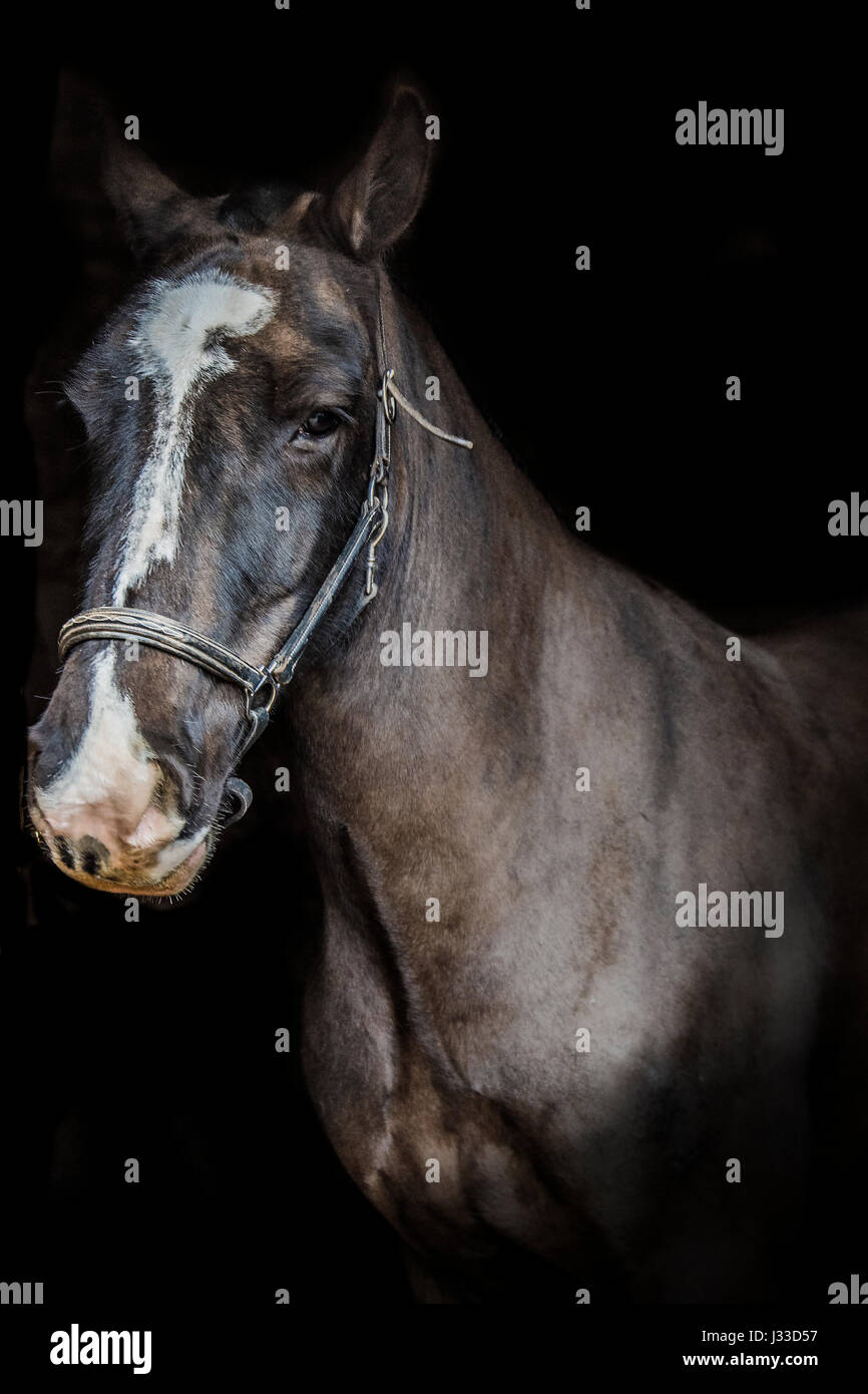 Dark Back Ground High Resolution Stock Photography and Images - Alamy
