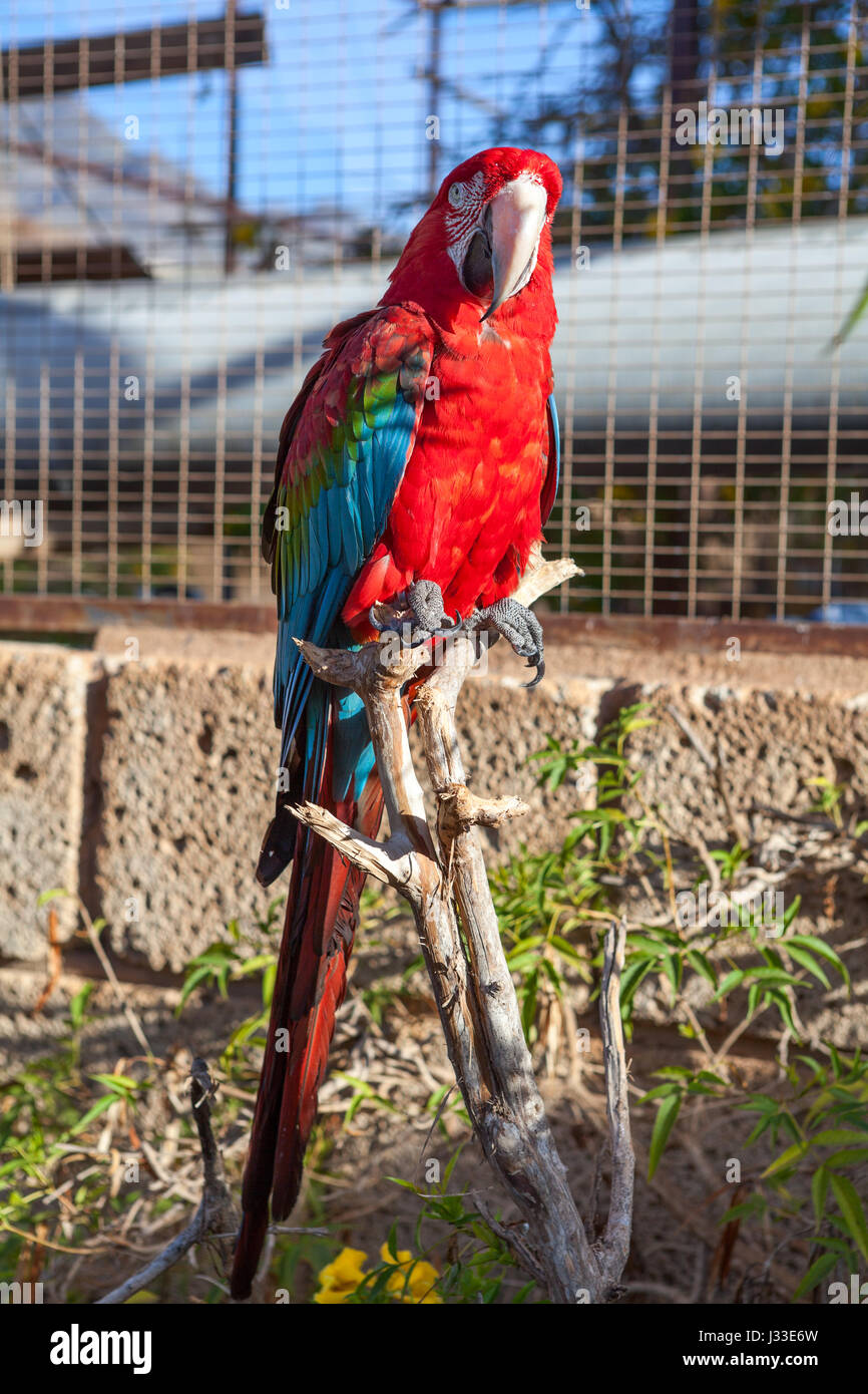 Large red parrot with blue wings sitting on the tree branch and looking at  camera Stock Photo - Alamy