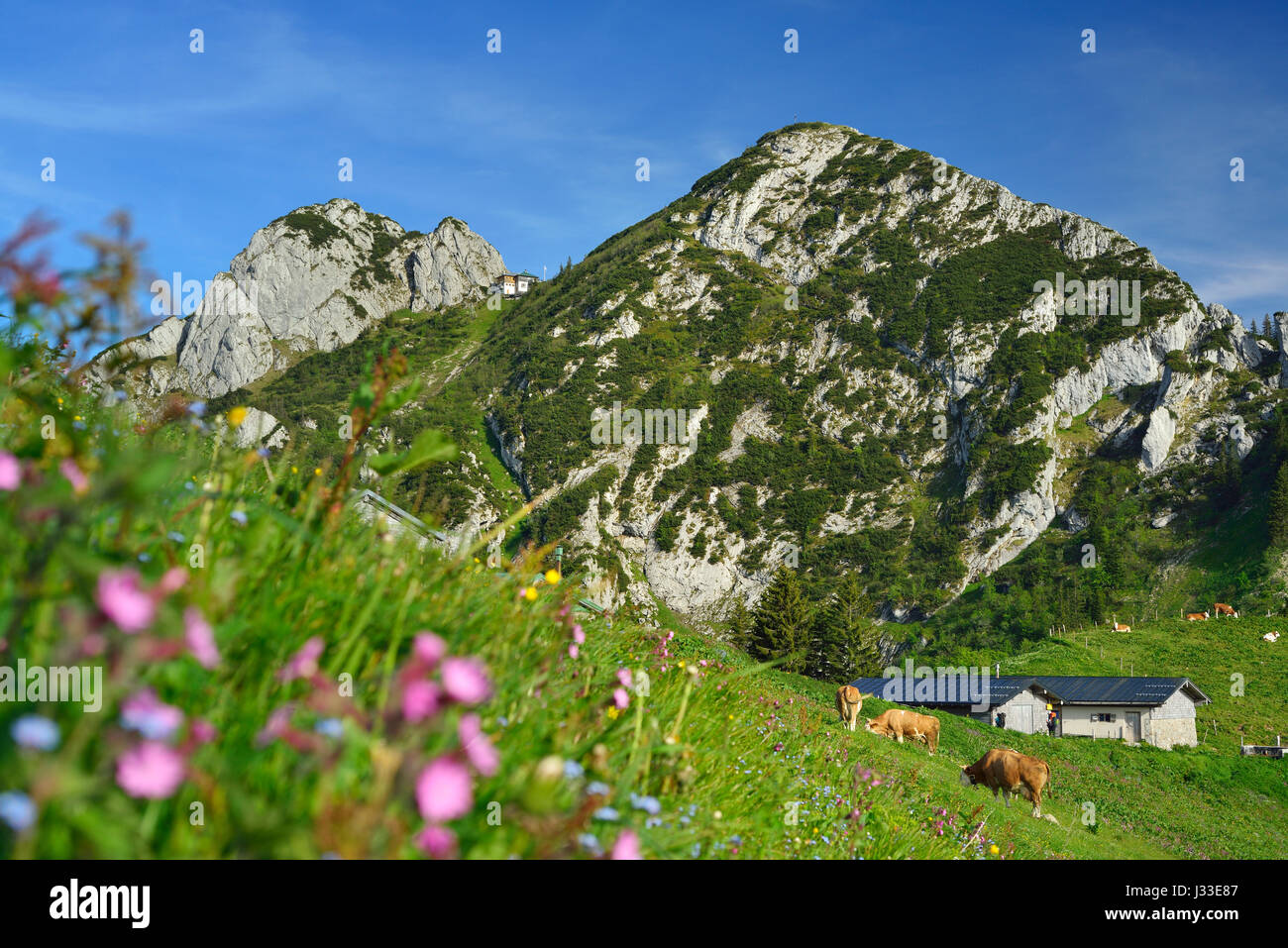 Cattle on alpine pasture, Buchstein and Rossstein in background, Schoenberg, Bavarian Prealps, Upper Bavaria, Bavaria, Germany Stock Photo