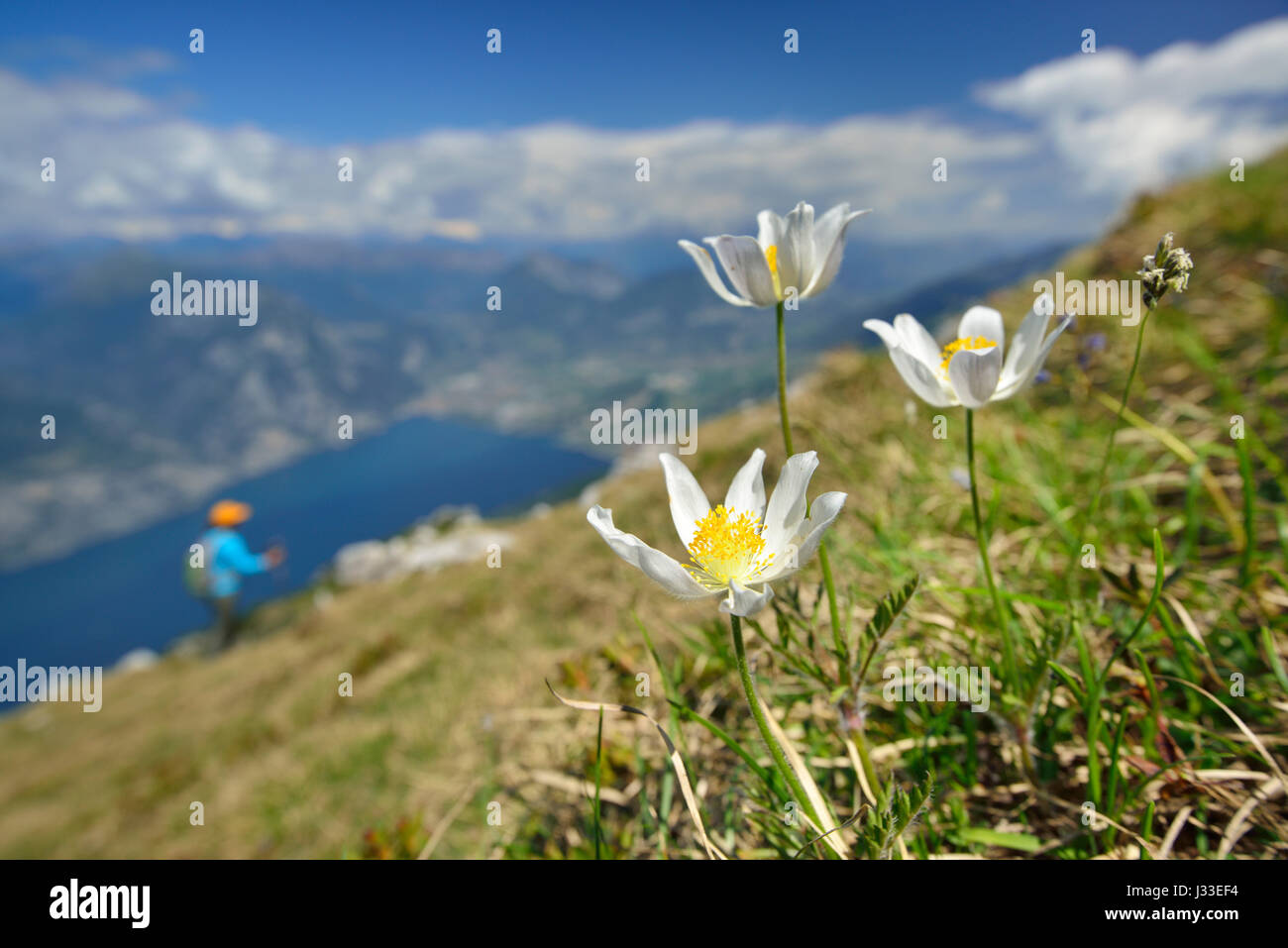 Flower meadow with anemones, Monte Altissimo, Monte Baldo, Garda Mountains, Trentino, Italy Stock Photo