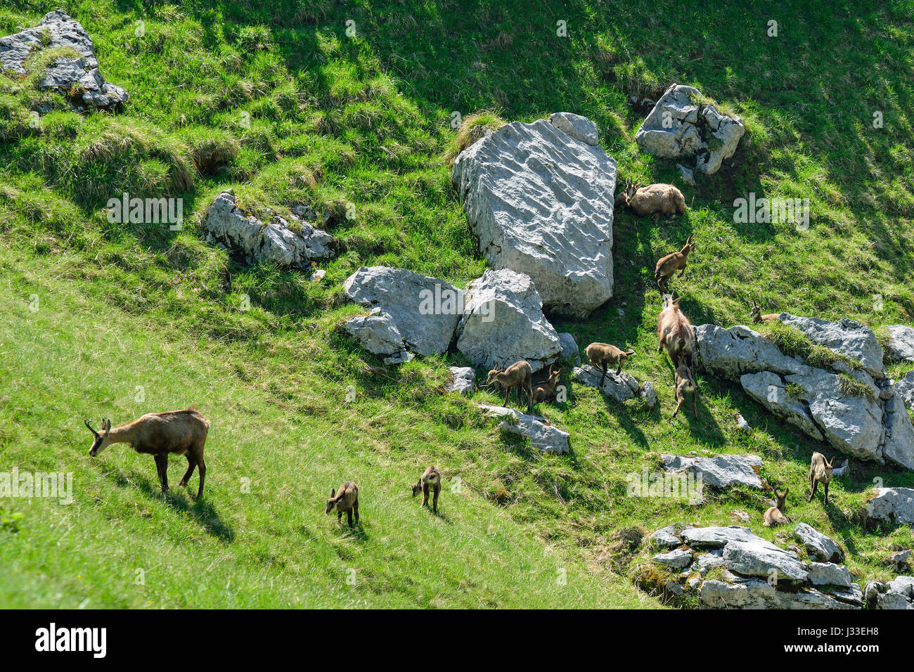 Chamois with fawns, Karwendel Nature Park, Tyrol, Austria Stock Photo