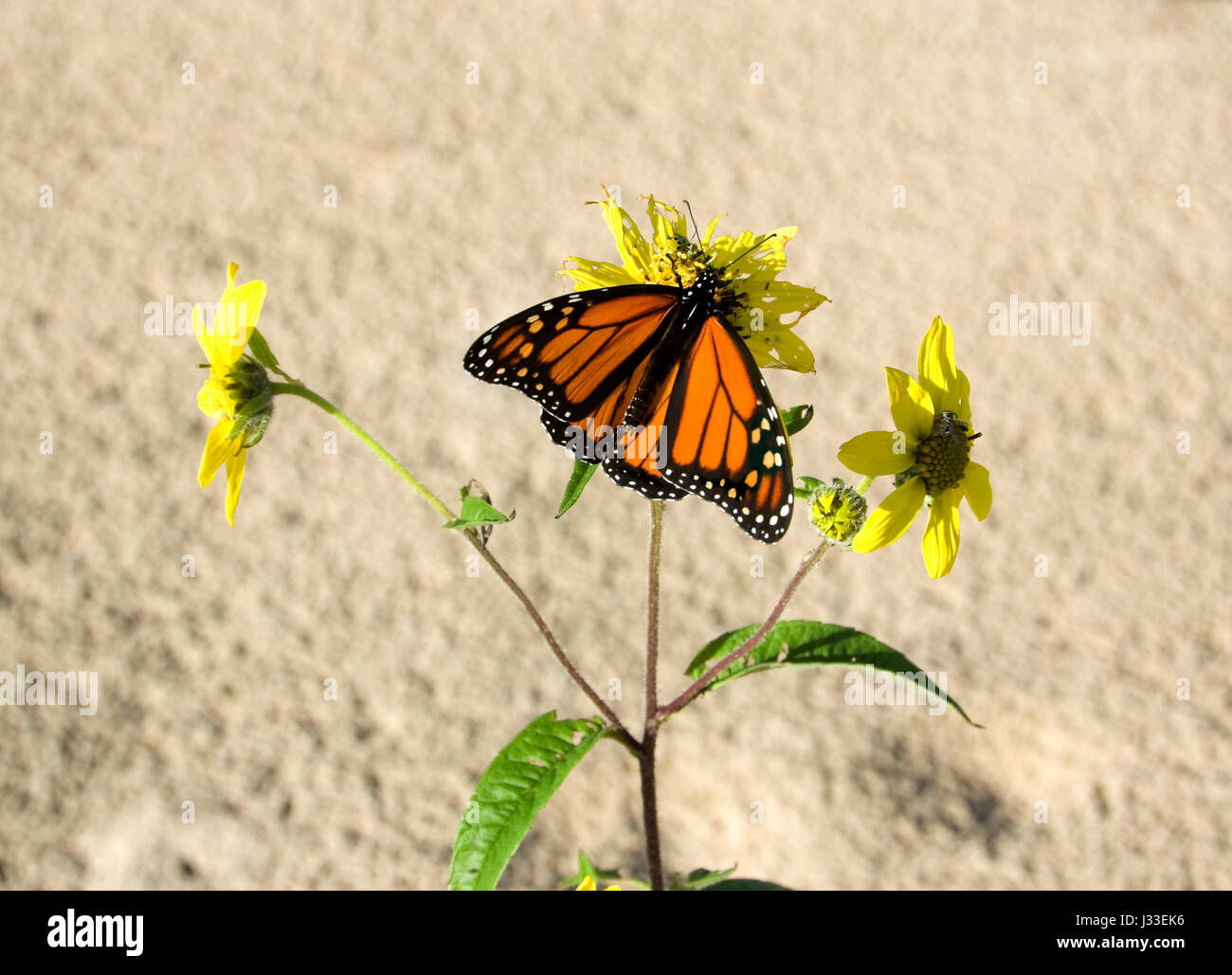 Monarch butterfly, Danaus plexippus, on Small Woodland Sunflower, Helianthus microcephalus, blossom Stock Photo
