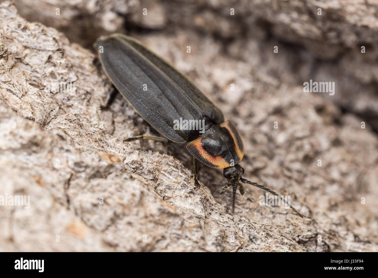 A Winter Firefly (ellychnia Corrusca) Explores The Bark Of A Tree Stock 