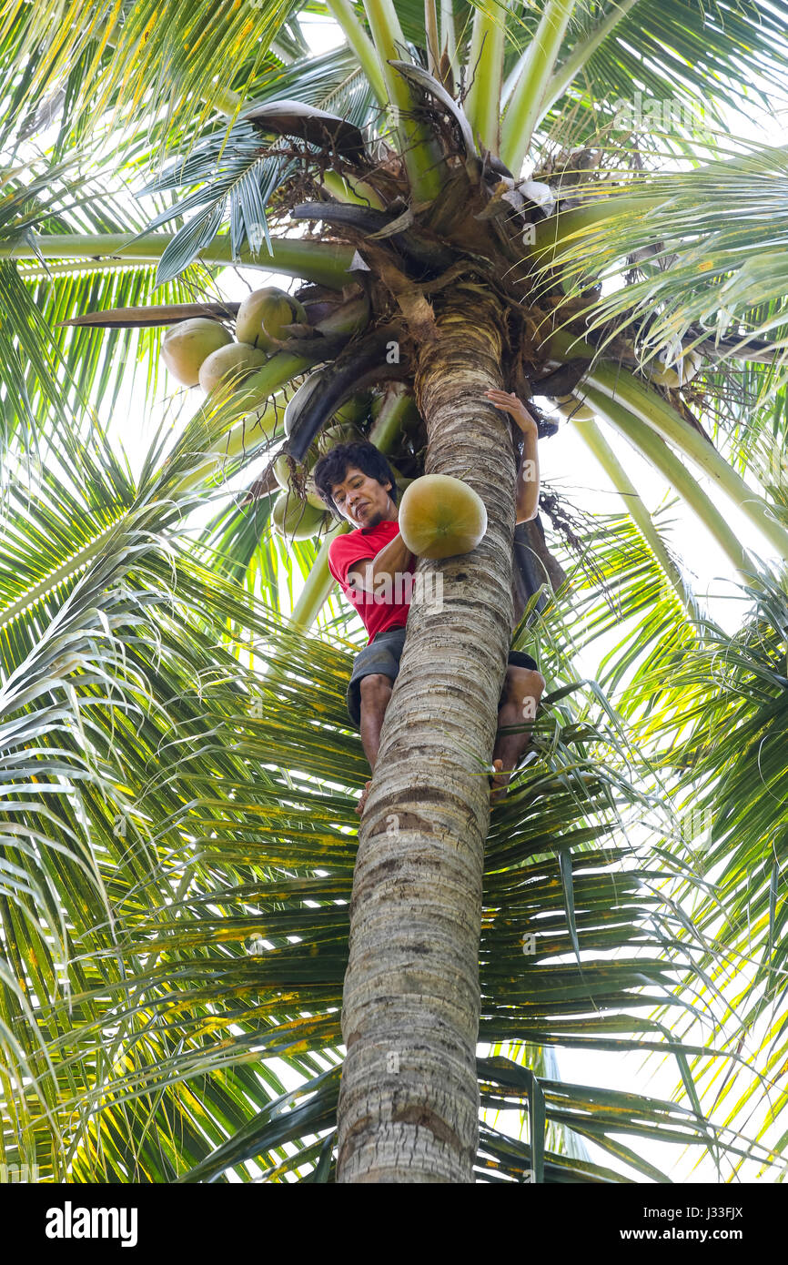 Man picking coconut, Gili Air, Lombok, Indonesia Stock Photo Alamy