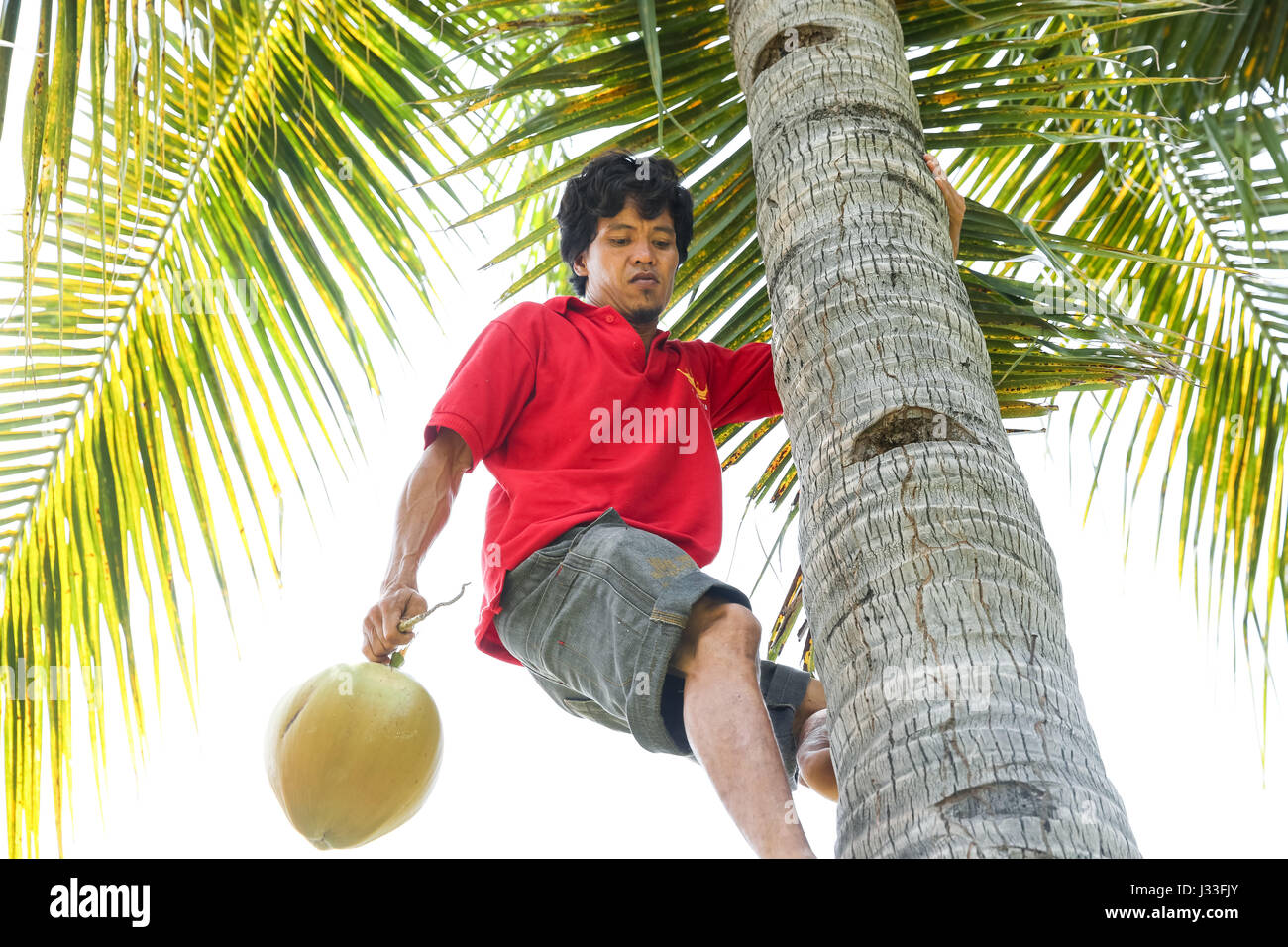 Man picking coconut, Gili Air, Lombok, Indonesia Stock Photo