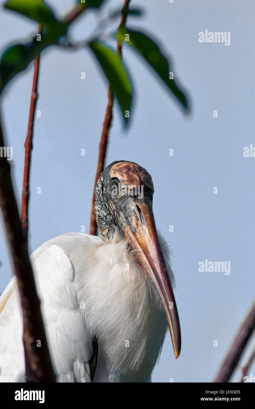 Adult Wood Stork stands amid branches and pond apple leaves with light blue sky. Stock Photo