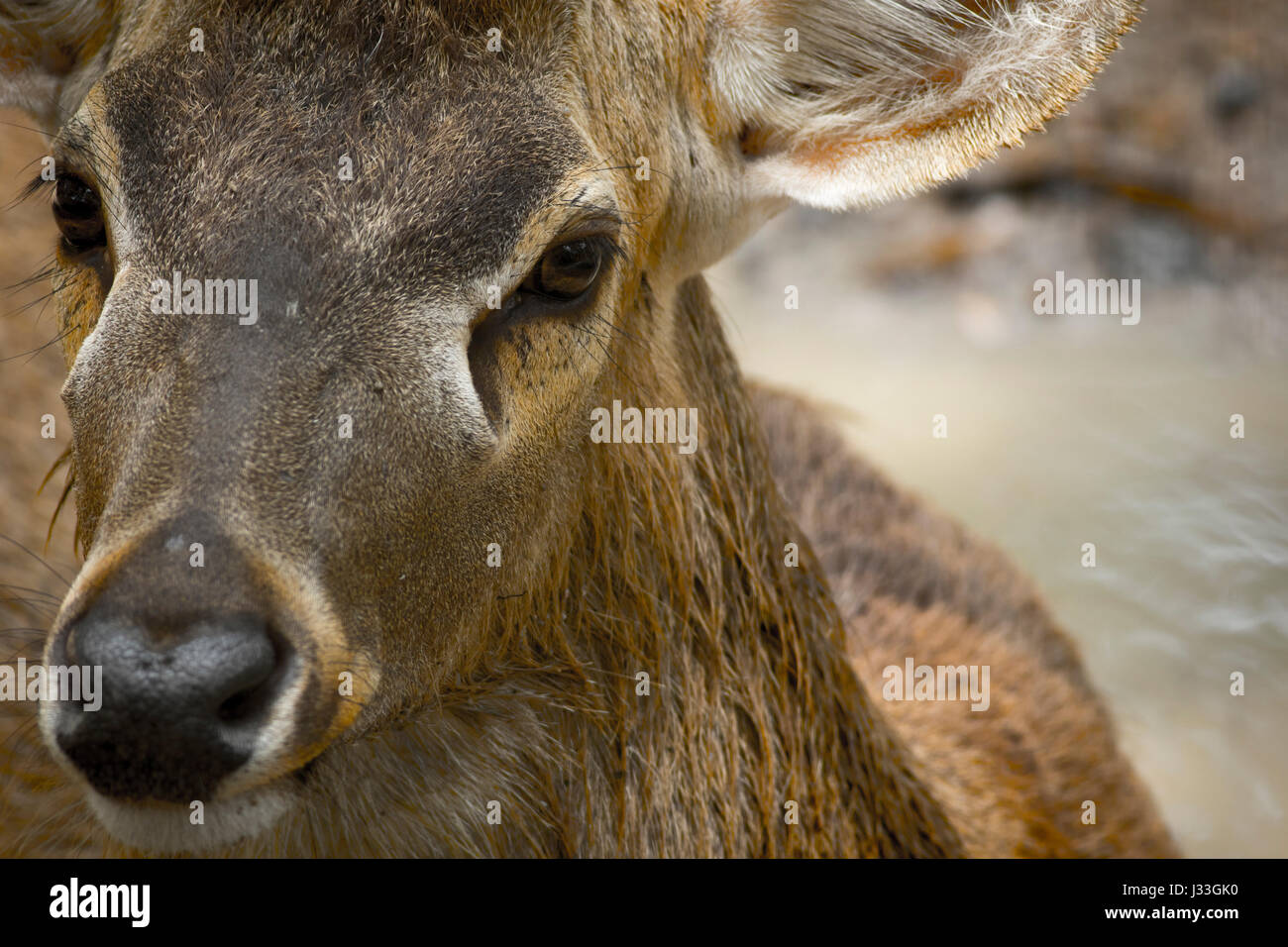 eld deer in close up portrait Stock Photo