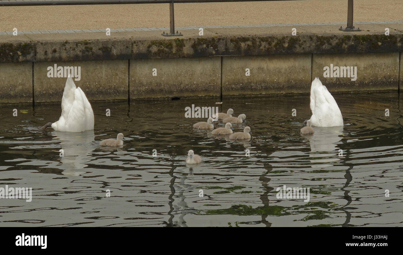 Swans on the Forth Clyde canal family concept parenting symbolic shot Stock Photo