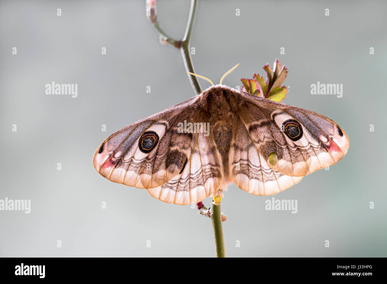 Small emperor moth (Saturnia pavonia), Tyrol, Austria Stock Photo