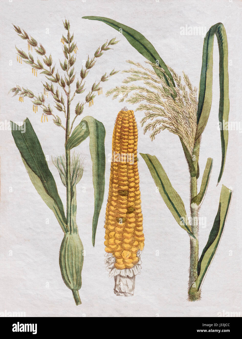 Corn (Zea mays) and corn cob, handcoloured copper engraving, from Friedrich Justin Bertuch picture book for children Stock Photo