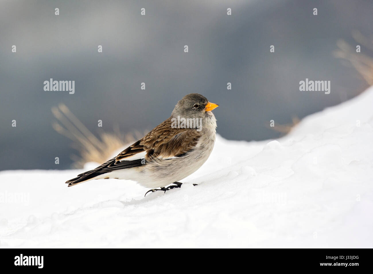 White-winged snowfinch (Montifringilla nivalis) in the snow, Tyrol, Austria Stock Photo