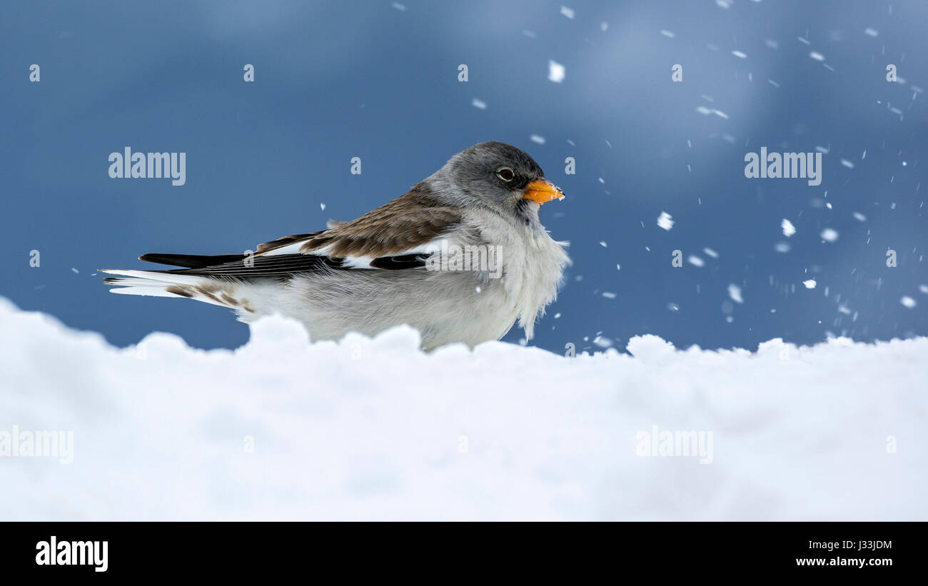 White-winged snowfinch (Montifringilla nivalis) in the snow, Tyrol, Austria Stock Photo