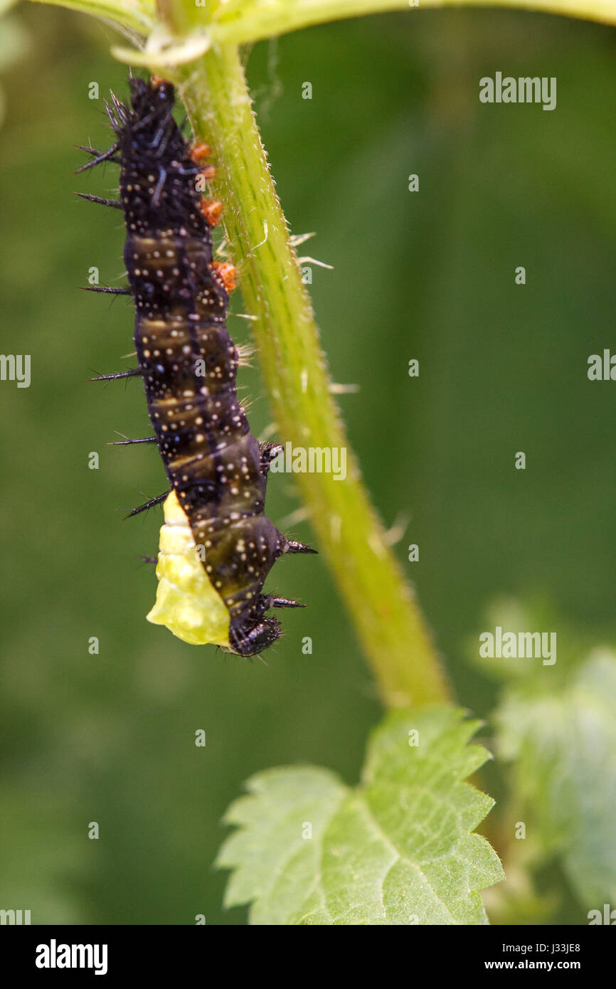 Caterpillar, peacock butterfly (Inachis io) hanging head down on nettle, beginning of pupation process, seriea, Hesse, Germany Stock Photo