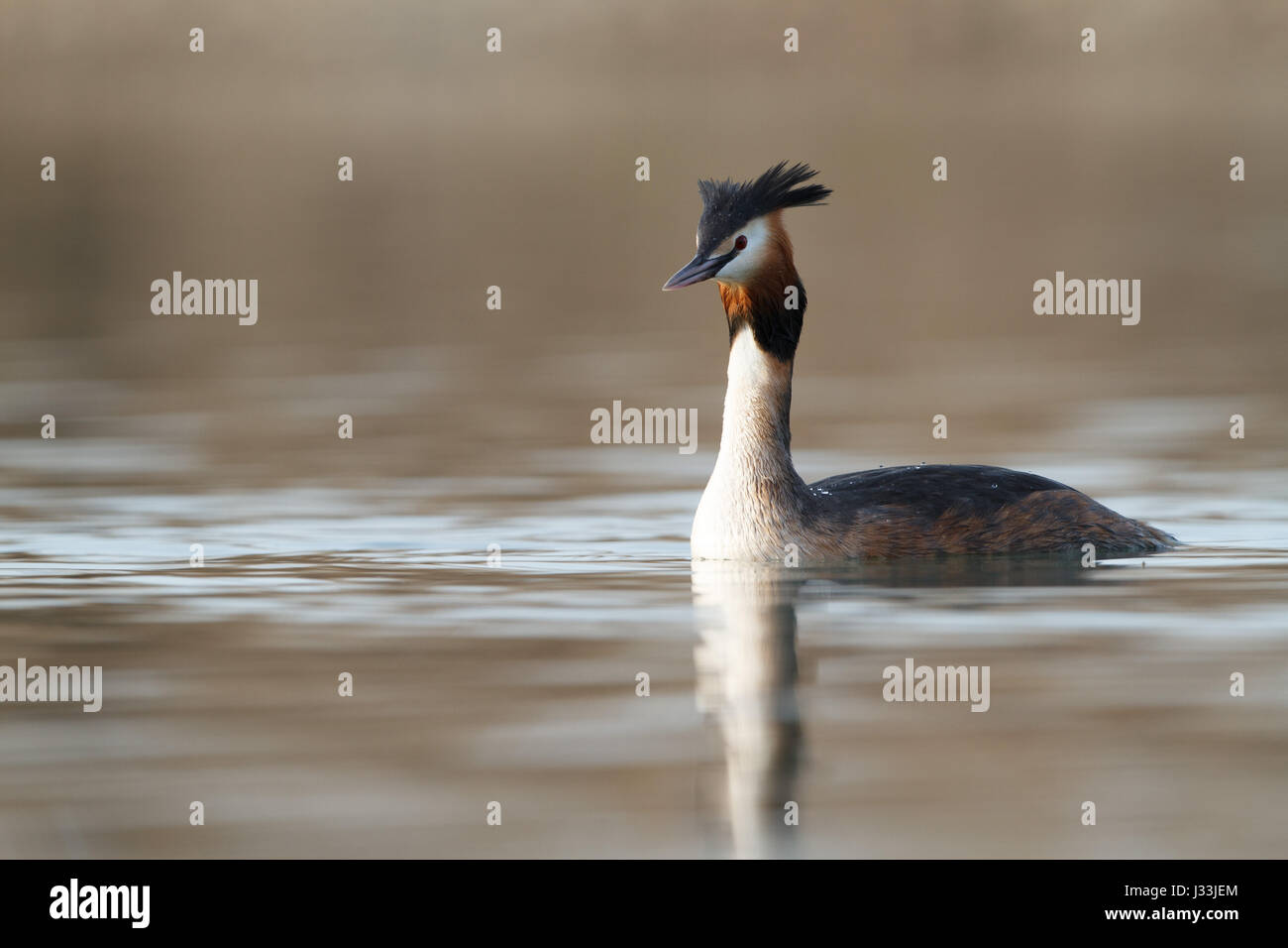 Great crested grebe (Podiceps cristatus) in the lake, Baden-Württemberg, Germany Stock Photo