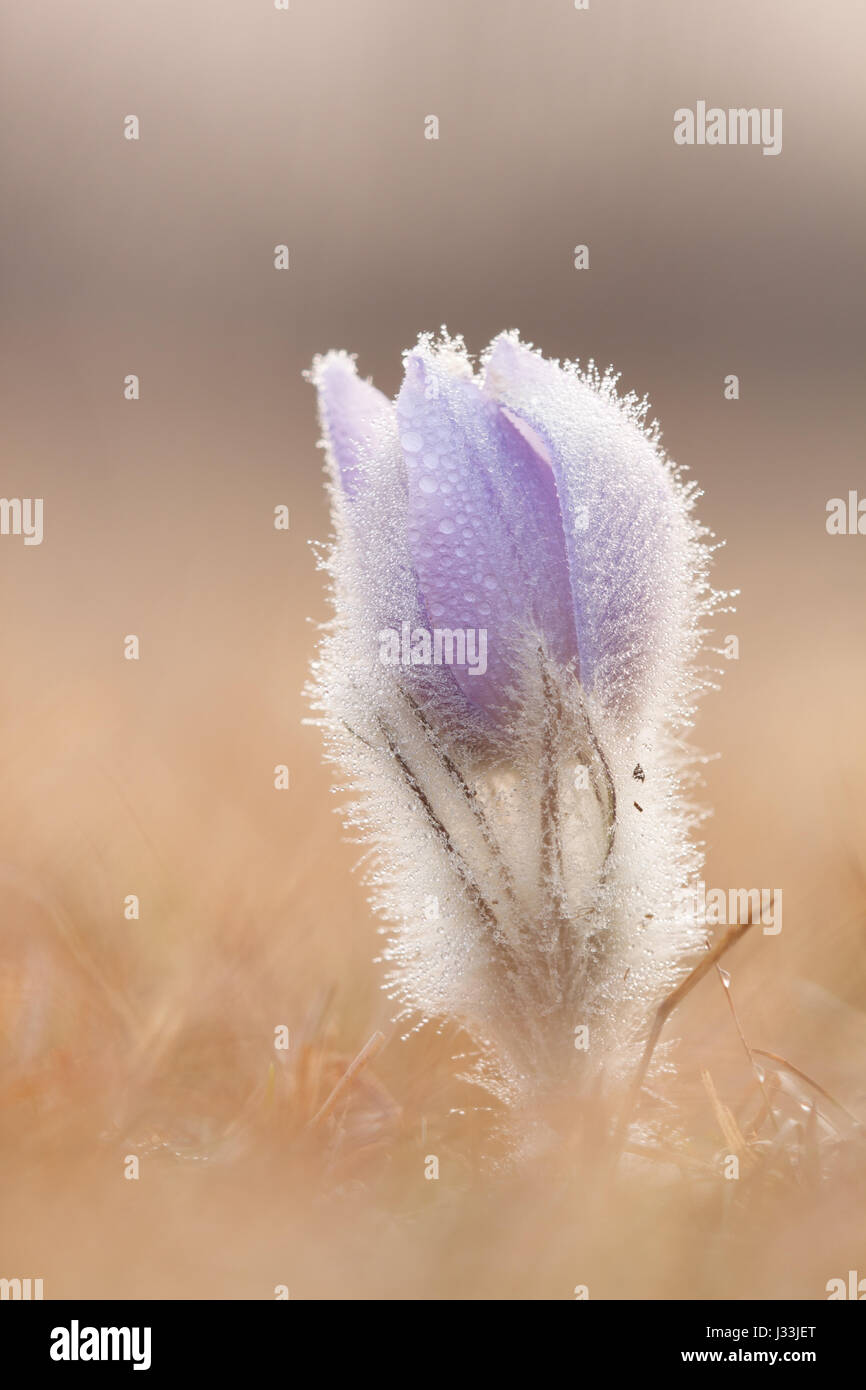 Pasqueflower (Pulsatilla vulgaris), with dew in meadow, close-up, Hesse, Germany Stock Photo