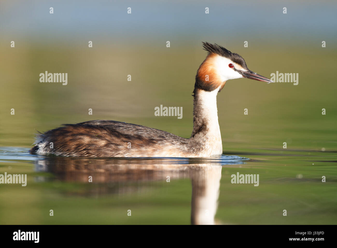 Great crested grebe (Podiceps cristatus) in the lake, Baden-Württemberg, Germany Stock Photo