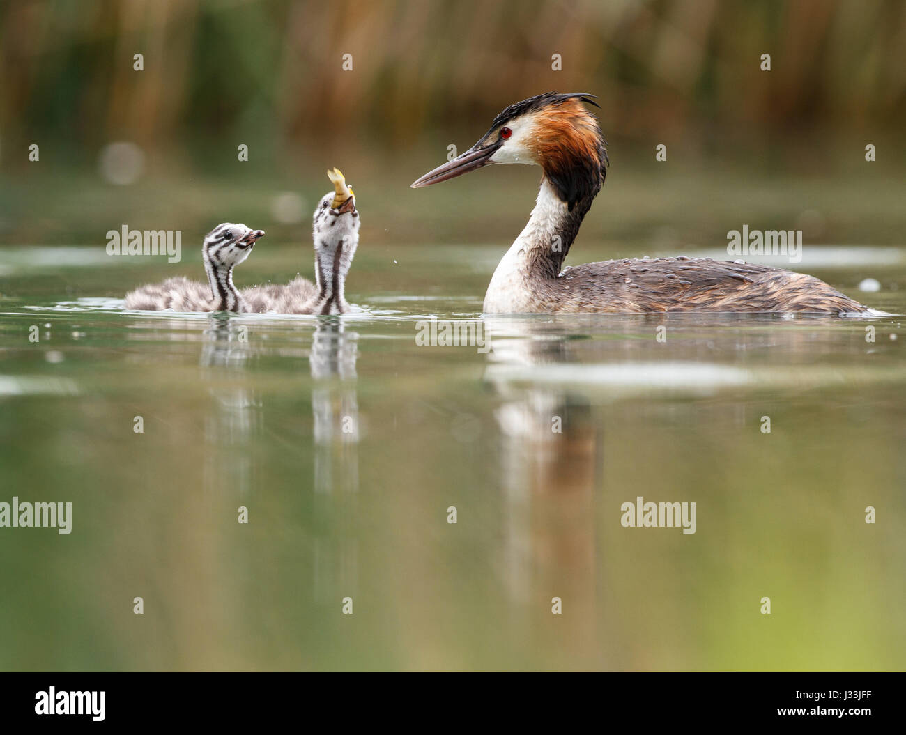 Great crested grebes (Podiceps cristatus) with young birds in the lake, feeding, Baden-Württemberg, Germany Stock Photo
