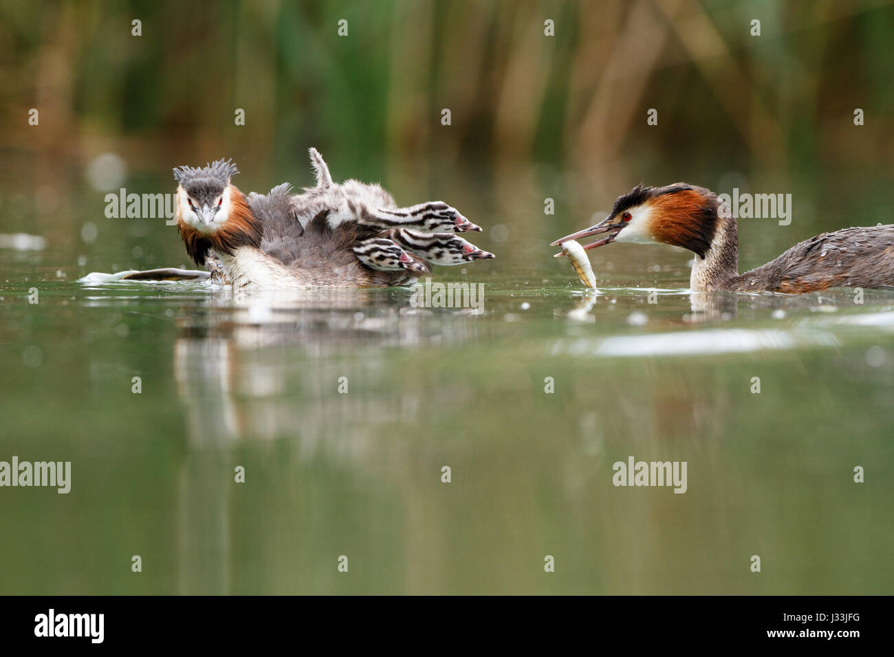 Great crested grebes (Podiceps cristatus) with young birds in the lake, feeding, Baden-Württemberg, Germany Stock Photo