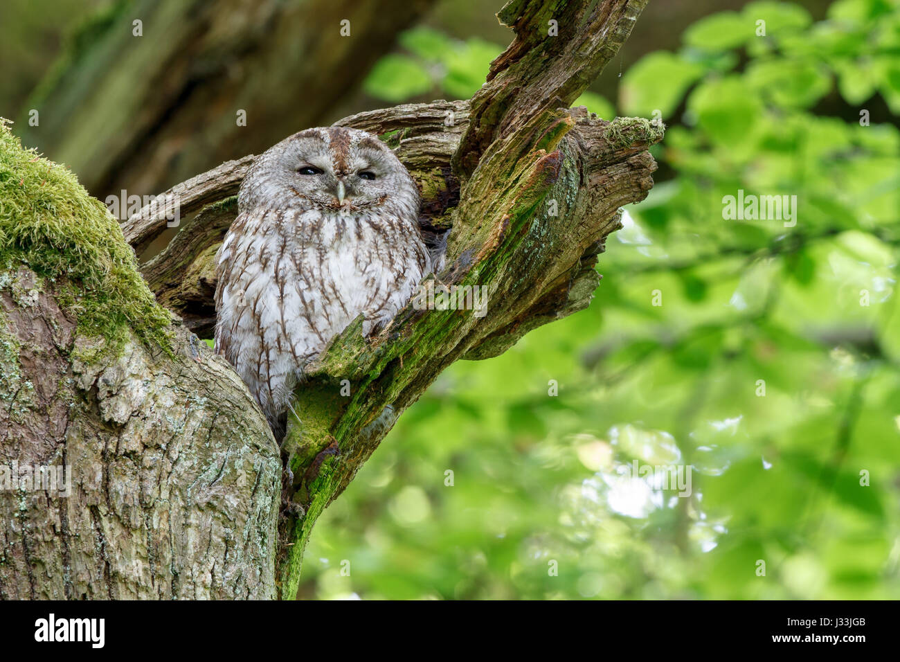 Woodchuck (Strix aluco) sitting in tree, sleeping tree, Hesse, Germany Stock Photo