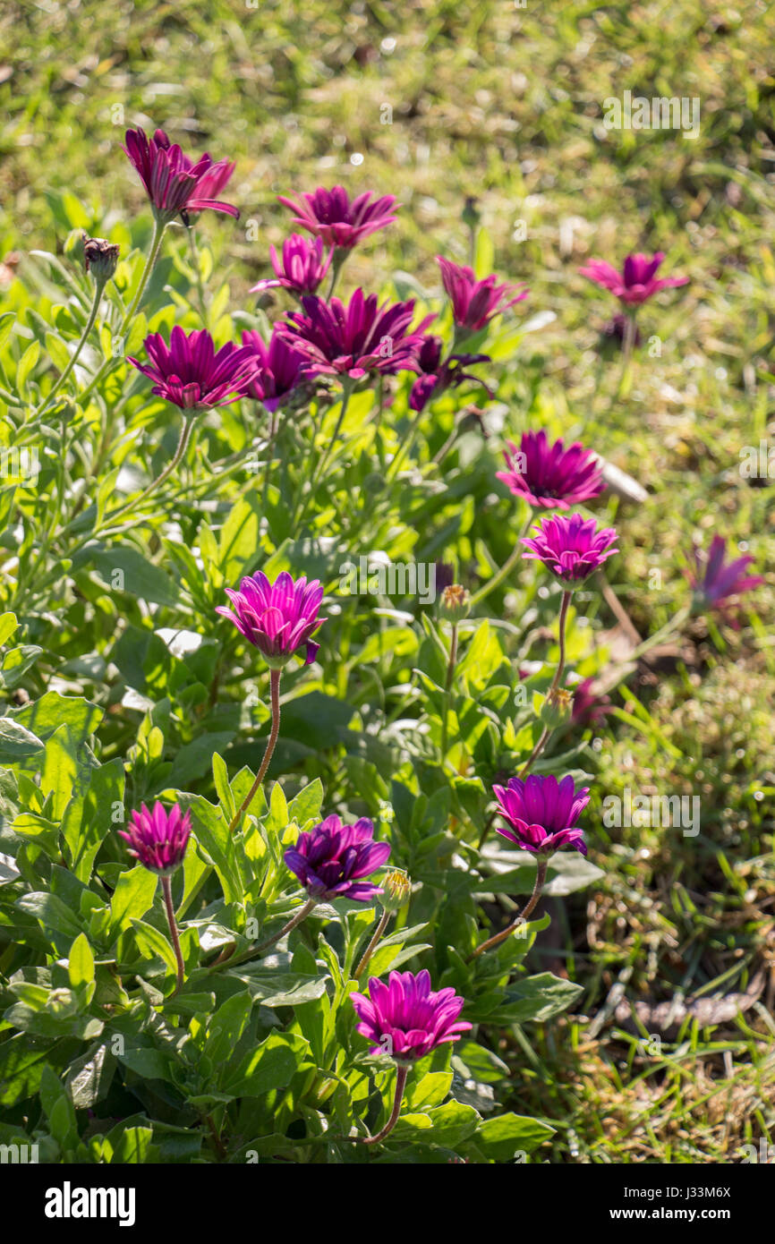 Beautiful fresh flowers as a nature background Stock Photo - Alamy