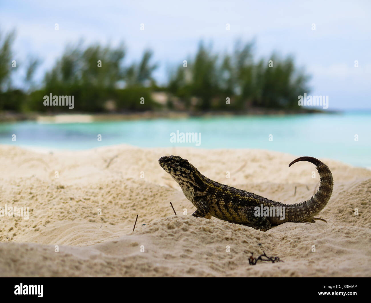 Small gecko from Whale Cay, in Bahamas Stock Photo - Alamy