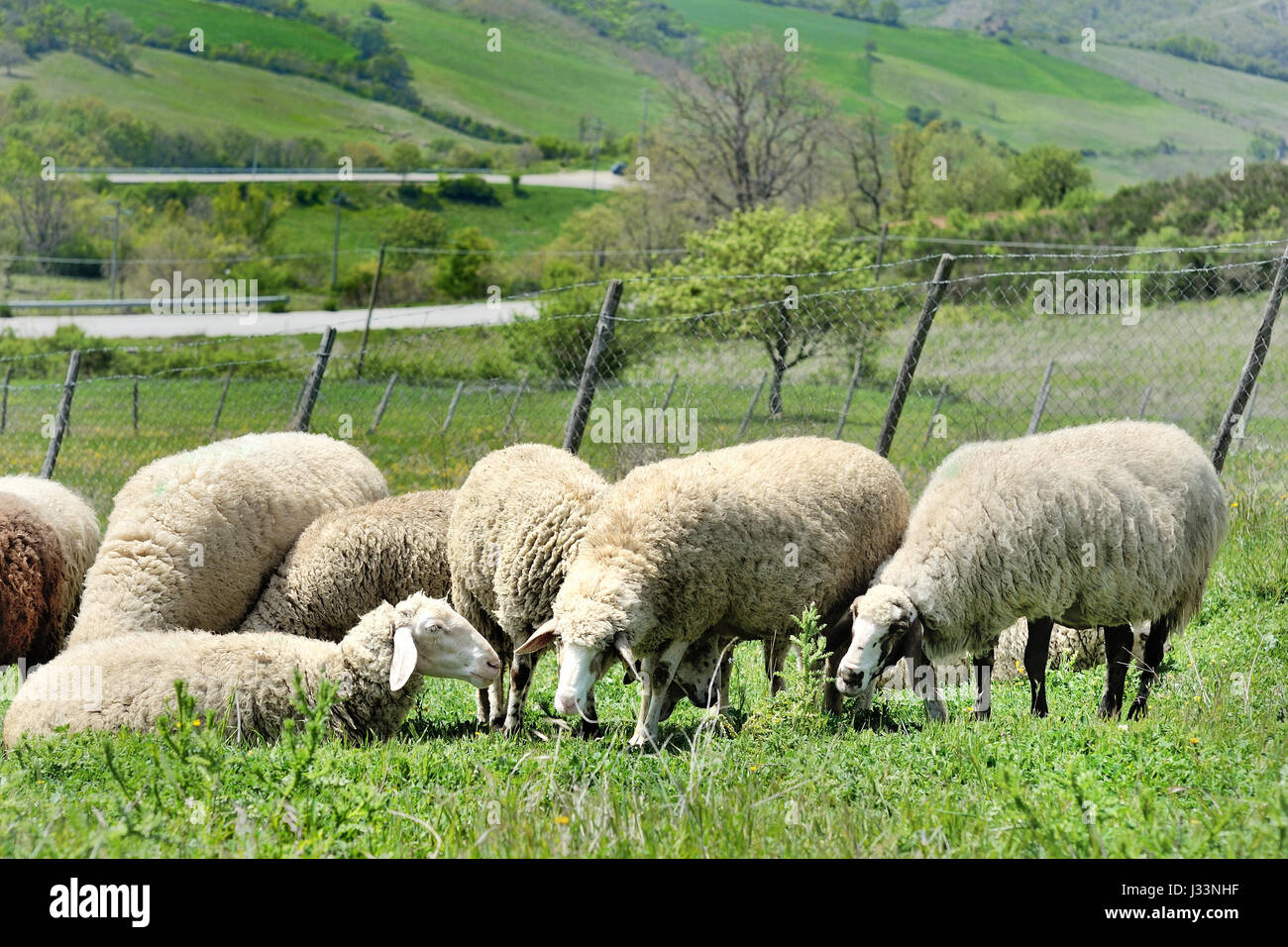 Sheep flock grazing on green a meadow landscape Stock Photo - Alamy