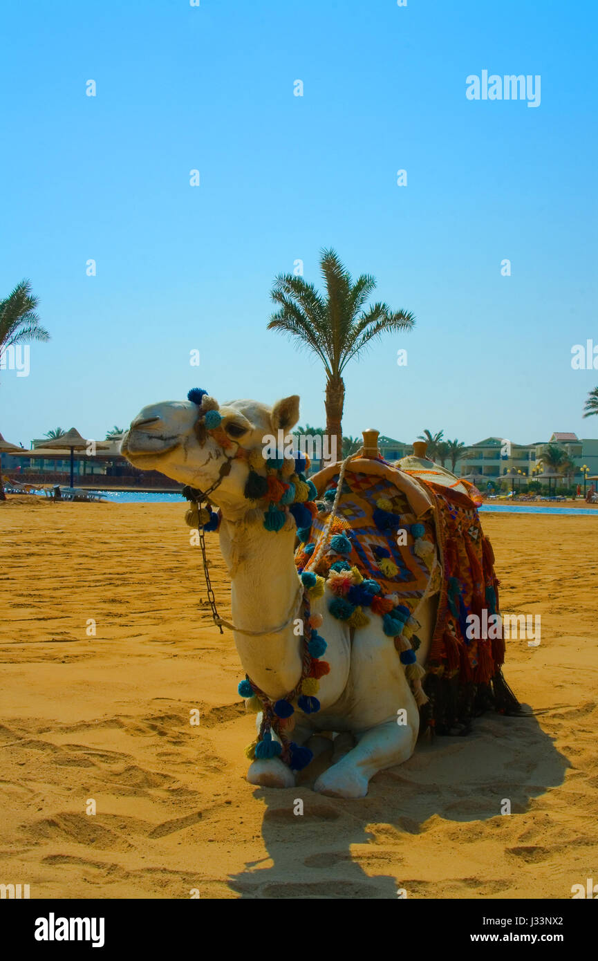 Egyptian camel lies on the yellow sand against the backdrop of palm trees. Stock Photo