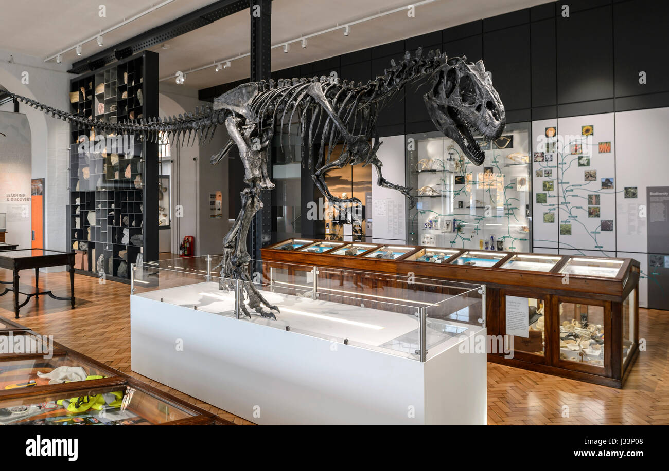 The Lapworth Museum of Geology,  Birmingham. One of the leading geological museums in the UK. Shortlisted for Art Fund Museum of the year 2017. Stock Photo