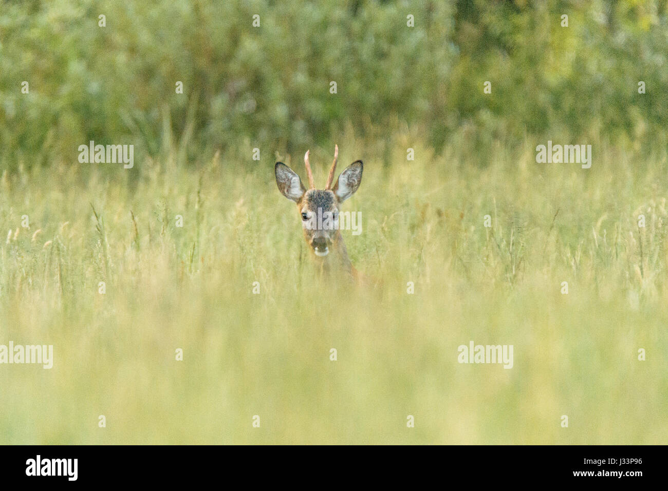 A beautiful deer in the field hiding in the tall grass Stock Photo