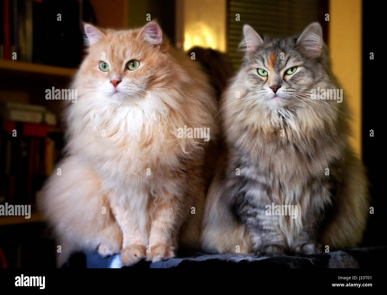 Portrait of Cesare and Cleopatra, Siberian cats. Stock Photo