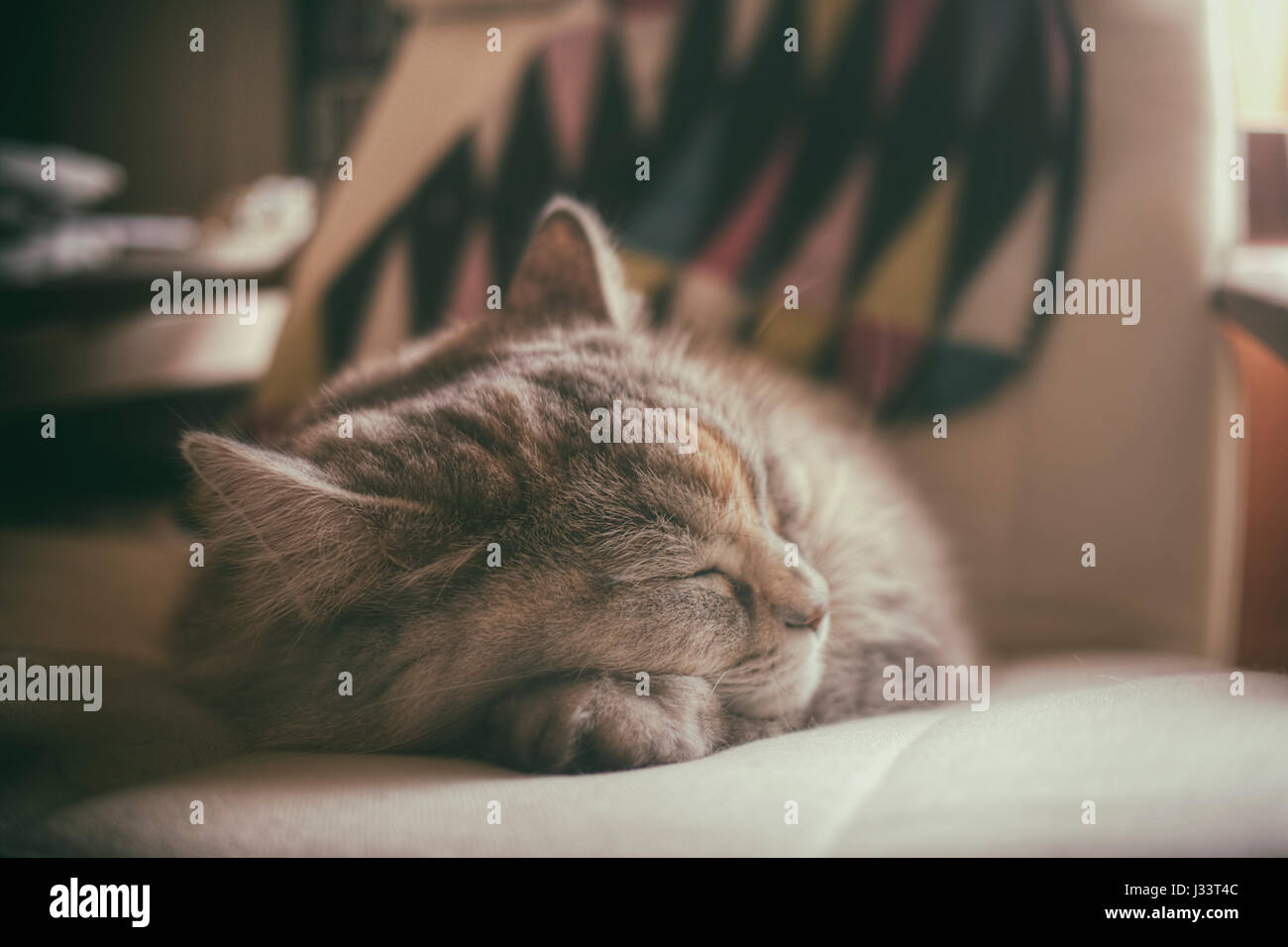 Nap hour for this beautiful Siberian cat. Stock Photo