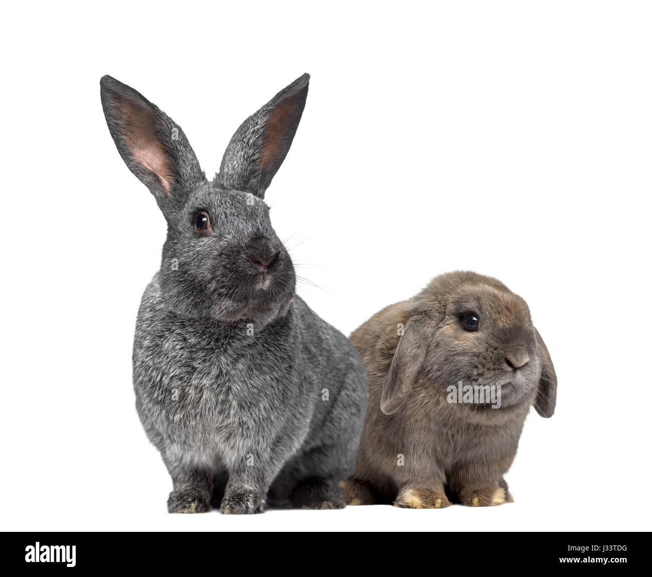 Argente rabbit and Holland Lop rabbit isolated on white Stock Photo