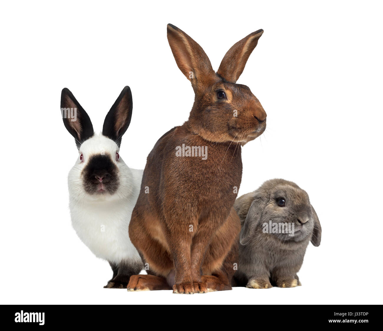 Belgian Hare and Russian rabbit and Holland Lop rabbit isolated on ...