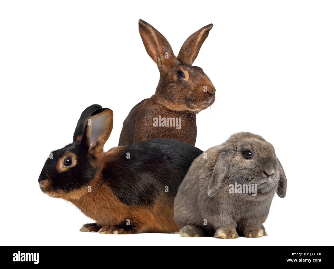 Black fire Rabbit,Belgian Hare and Holland Lop rabbit isolated on white ...