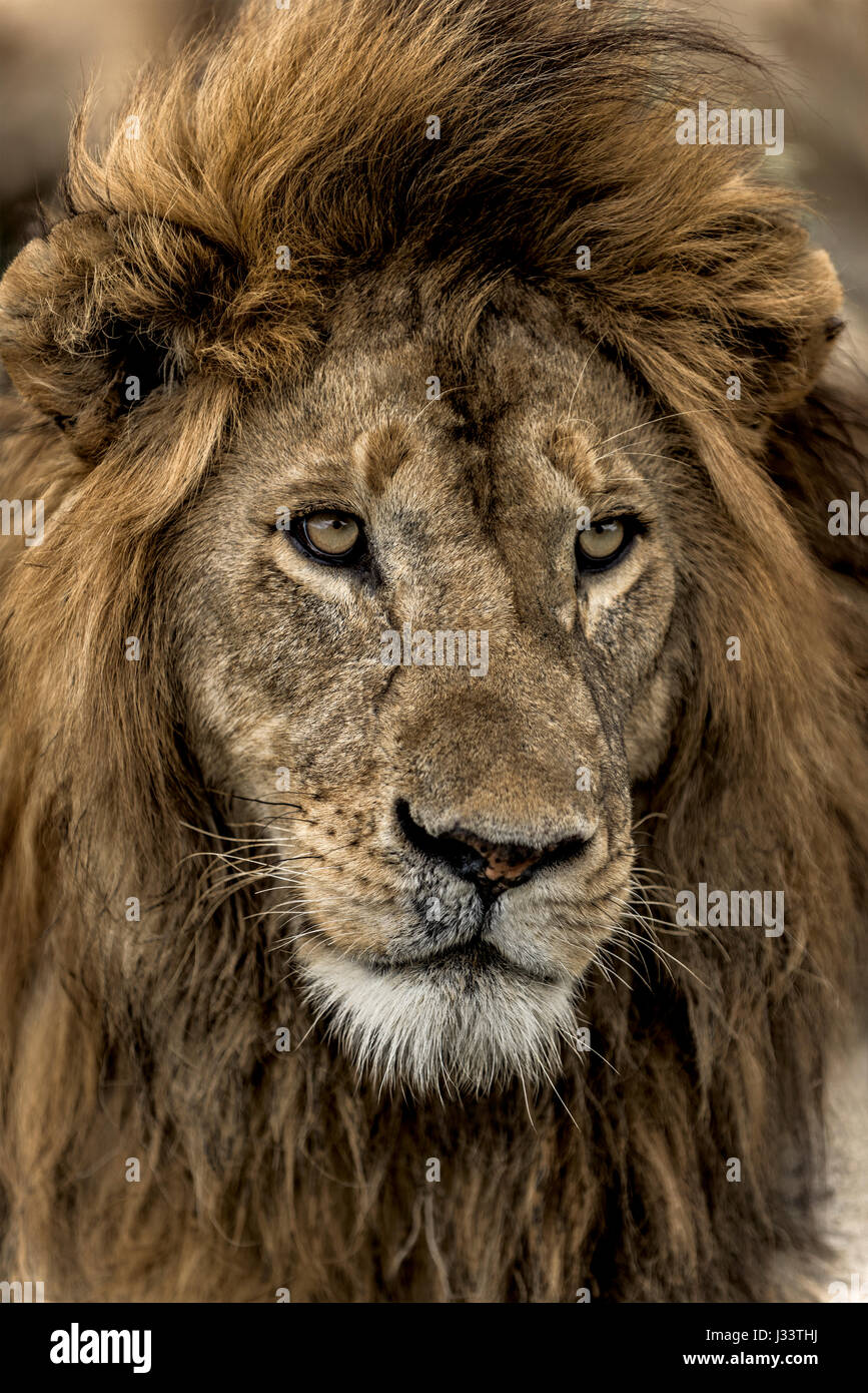 Male lion headshot looking up hi-res stock photography and images - Alamy