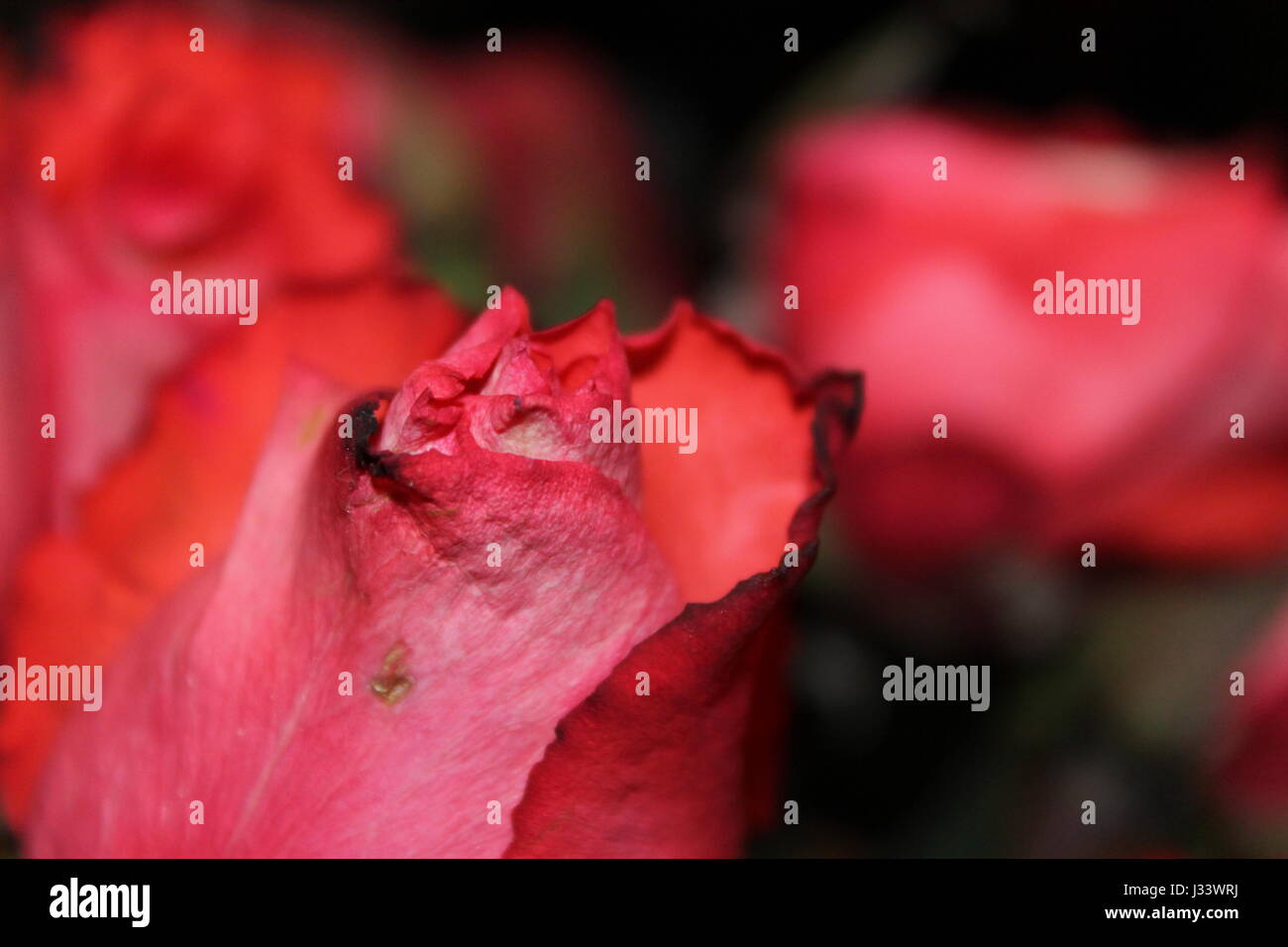 Rose close ups hi-res stock photography and images - Alamy
