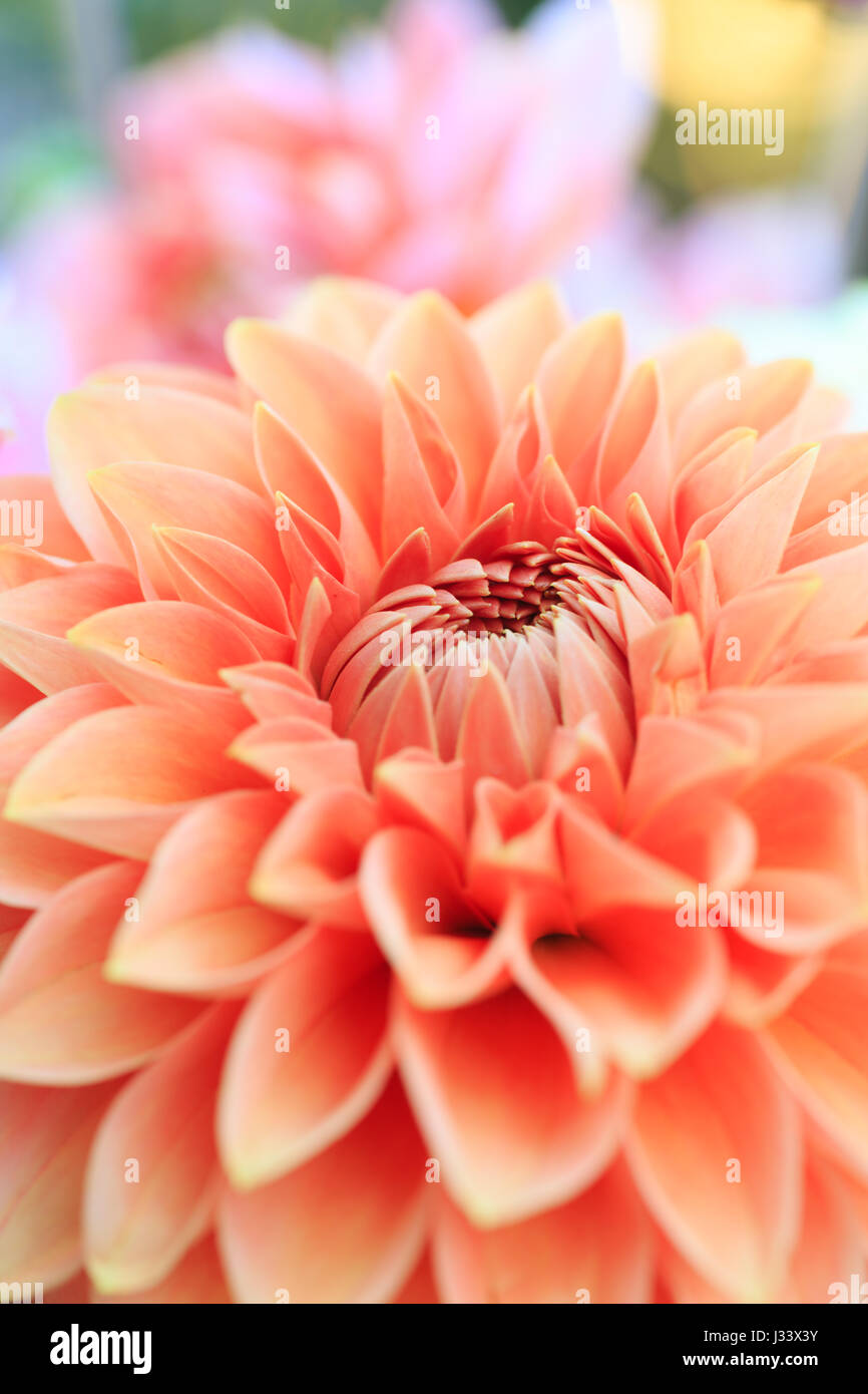 Garden arrangement hi-res stock photography and images - Alamy