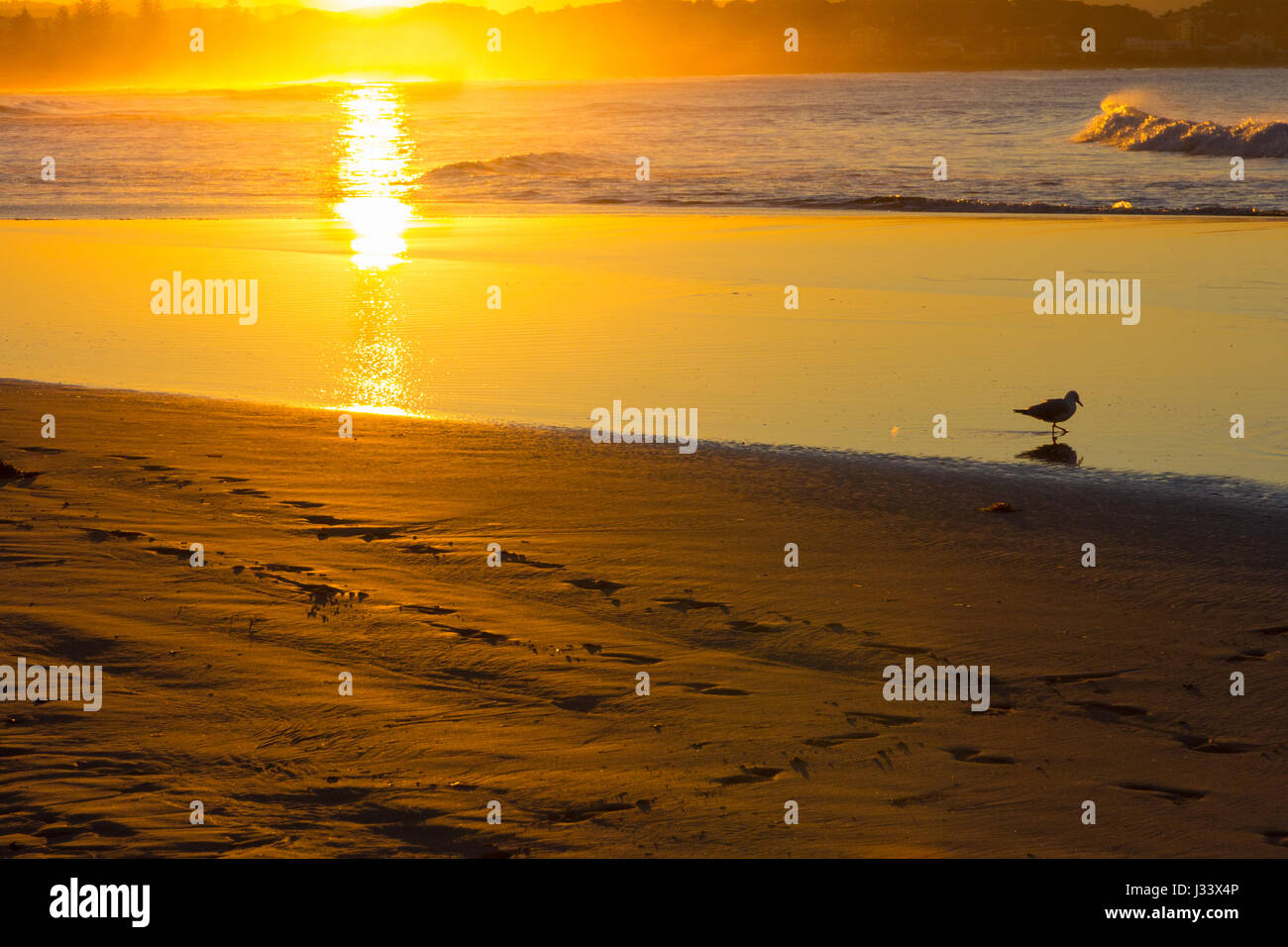 Bird wading in the sea at sunset on Coolangatta beach, Gold Coast, Queensland, Australia Stock Photo