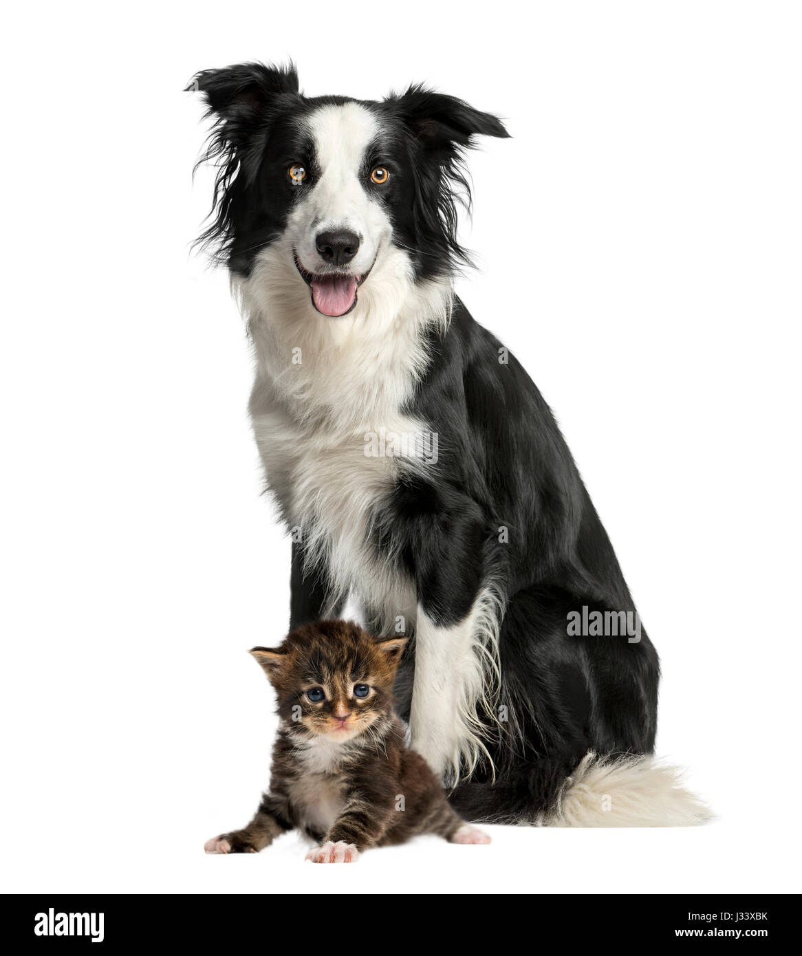 Dog and cat sitting, isolated on white Stock Photo Alamy