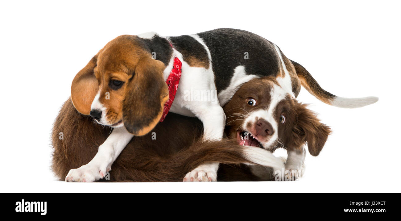 Two puppies playing together Stock Photo